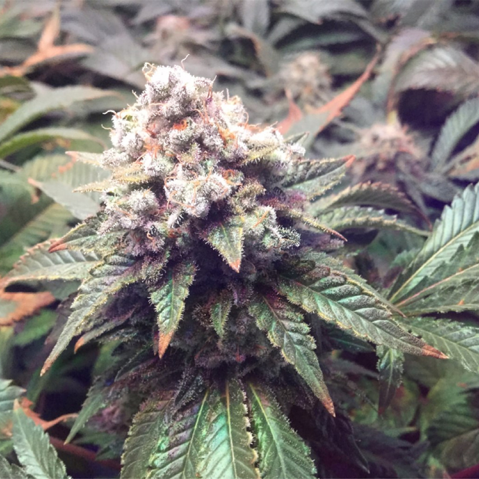 White Cookies